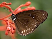 butterfly resting on flower