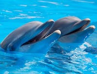 two dolphins in water