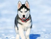 husky sitting in snow