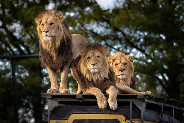 three lions sitting on high pier