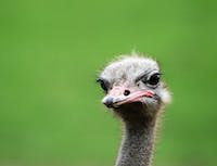 ostrich head